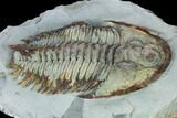 Lower Cambrian Trilobite (Longianda) - Issafen, Morocco #164508-2